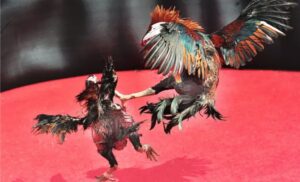 Đá gà Thomo Blue88