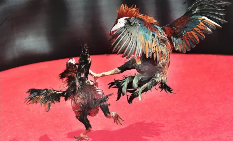 Đá gà Thomo Blue88