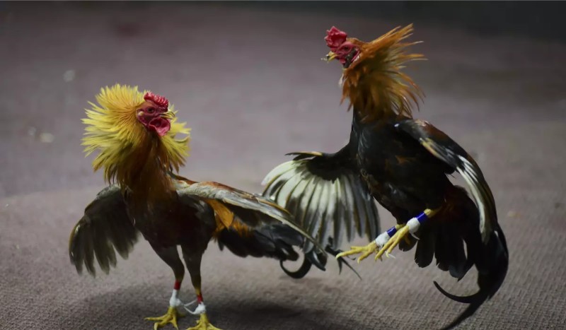 Đá gà cựa dao Blue88