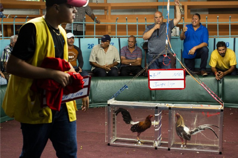 Đá gà Thomo Blue88