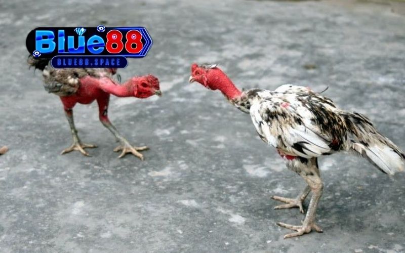 mẹo chọn gà đá theo ngày