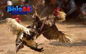 mẹo chọn gà đá theo ngày