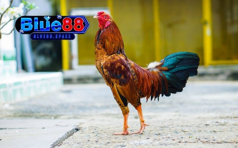 mẹo chọn gà đá theo ngày