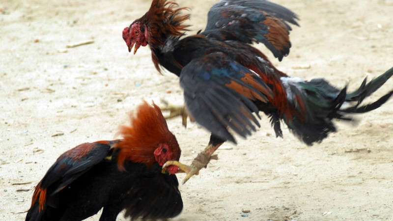 Đá gà cựa sắt Blue88